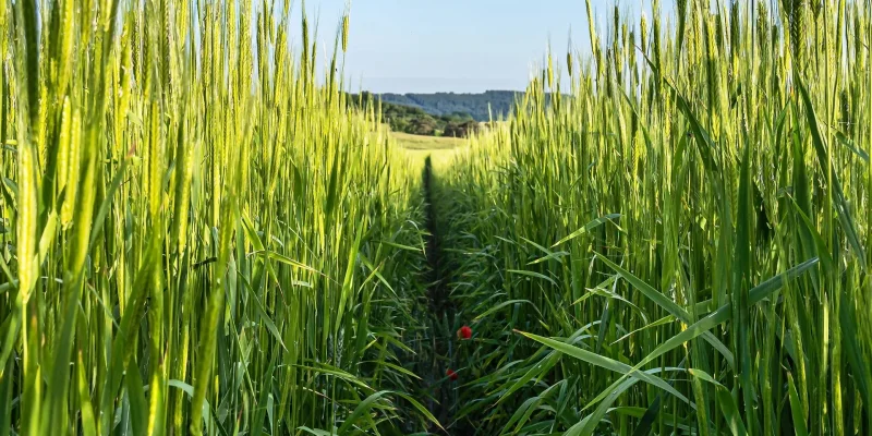 Impressionen von unseren Landwirten von Eifelgetrei.de bei der Roggenernte für unser Schwarzbrot... Impressionen von unseren Landwirten von Eifelgetrei.de bei der Roggenernte für unser Schwarzbrot...